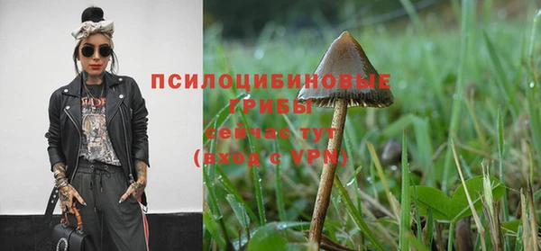 крисы Зерноград